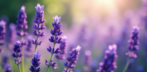 Naklejka premium Purple lavender flowers in full bloom against a dreamy, unfocused backdrop , detail, macro, spring