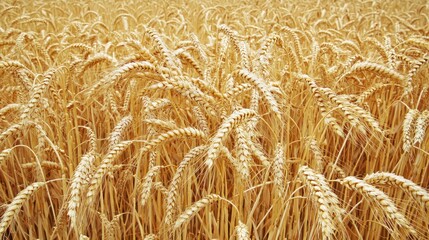 Ripe golden wheat field ready for harvest.