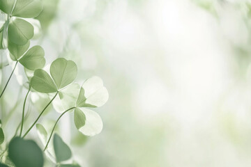Green clover leaves with soft bokeh background for St. Patricks Day postcard