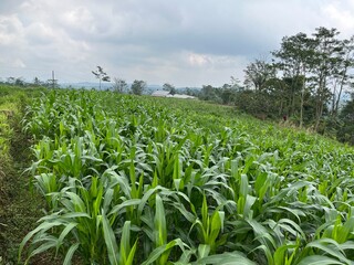green corn field