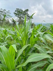 green corn field