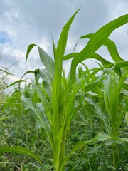 green corn field