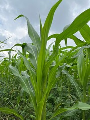 green corn field