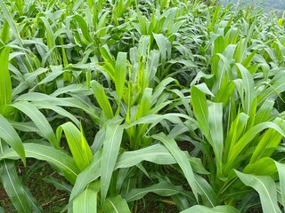 green corn field