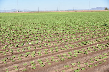 Yuma Arizona USA lettuce production supplies 90% of the United States from Oct. to Mar.