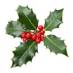Sprig of Fresh Holly with Red Berries