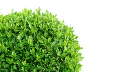 Fototapeta premium Lush green boxwood shrub, garden plant, white background, landscaping