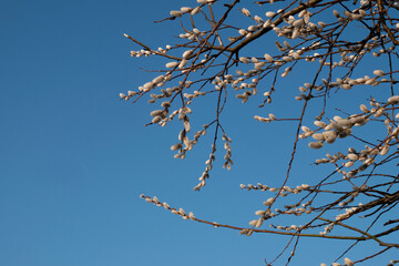 Obraz premium Blooming willow branches against a bright blue sky on a sunny day. 