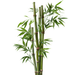 Fototapeta premium bamboo isolated on white background