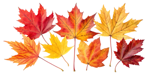 Vibrant Autumn Maple Leaves Collection