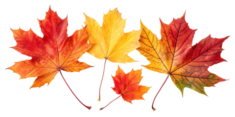 Vibrant Autumn Maple Leaves Collection