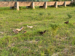 ducks foraging in the rice fields