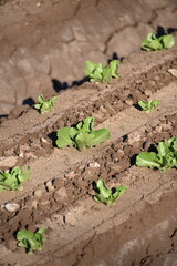 Yuma Arizona USA lettuce production supplies 90% of the United States from Oct. to Mar.