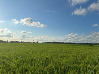 Lush green and fertile rice fields stretch across the countryside, creating a serene and picturesque landscape