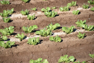 Yuma Arizona USA lettuce production supplies 90% of the United States from Oct. to Mar.