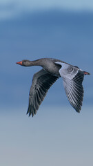 Graugans im Flug