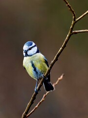 Blaumeise