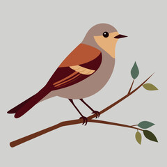 vector illustration of a bird