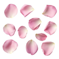 rose petals isolated on white