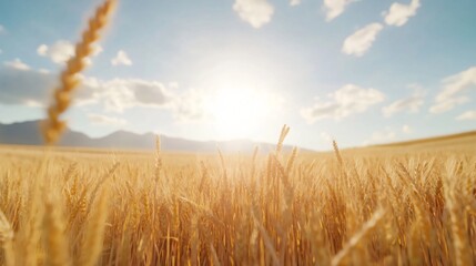 Fototapeta premium Golden wheat field at sunrise, warm sunlight glistening on ripe grains, ideal for agriculture themes and countryside beauty.