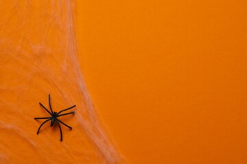 Halloween holiday decorations including cobwebs and  spider on a color background