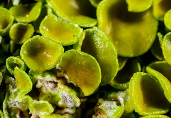 Xanthoria parietina, crustose lichen, reproductive organs of lichen, apothecium with spores close-up, Odessa
