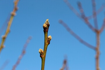 Buds on a nectarine tree. Close up. Spring, Europe
