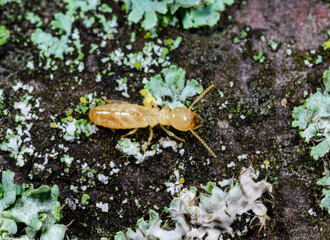Reticulitermes lucifugus - a yellow termite crawls among lichens growing on rotten wood, Odessa Ukraine