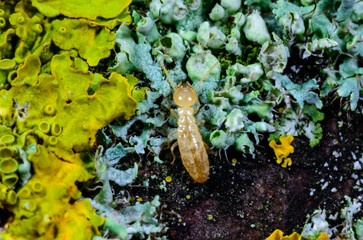 Reticulitermes lucifugus - a yellow termite crawls among lichens growing on rotten wood, Odessa Ukraine