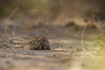  Egyptian Nightjar perched on ground, Bahrain