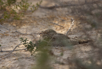 Closeup of Egyptian Nightjar perched on ground, Bahrain