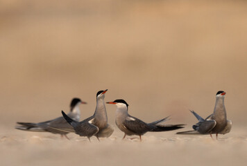 Courtship dance of White-cheeked Terns at Tubli, Bahrain