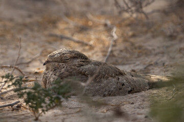 Closeup of Egyptian Nightjar perched on ground, Bahrain