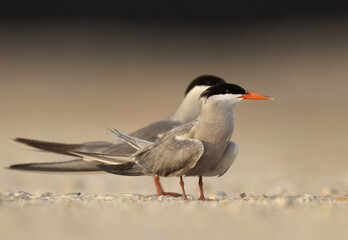 Closeup of a White-cheeked Tern perched on the ground at Tubli, Bahrain