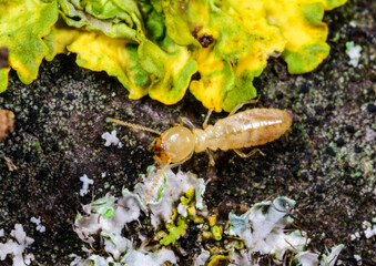 Yellow Mediterranean Termite - Reticulitermes lucifugus among lichens growing on branches of an old tree, Odessa Ukraine