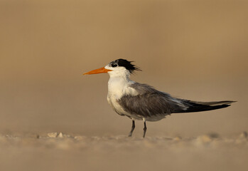Portrait of Lesser Crested Tern at tubli, Bahrain