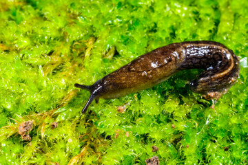 Milax gagates, a slug crawls on a green background of moss, Ukraine
