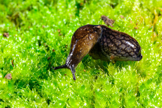 Milax gagates, a slug crawls on a green background of moss, Ukraine