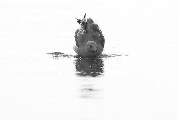 A backlit highkey image of slender-billed seagull at Tubli bay, Bahrain