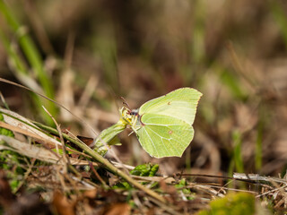 Male Brimstone Feeding on a Primrose