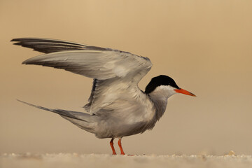 White-cheeked Tern perched on the ground at Tubli, Bahrain