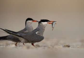 White-cheeked Tern perched on the ground with fish at Tubli, Bahrain