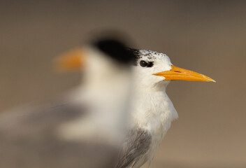 Selective focus on Lesser Crested Tern at the back.
