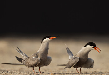 Obraz premium Courtship dance of White-cheeked Terns at Tubli, Bahrain
