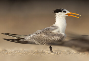 Portrait of Lesser Crested Tern at tubli, Bahrain