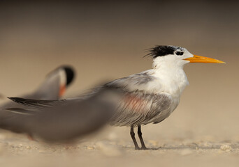 Selective focus on Lesser Crested Tern perched on ground at tubli, Bahrain