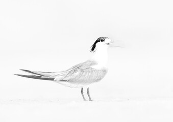 Fototapeta premium Lesser Crested Tern perched on ground at tubli, a highkey image