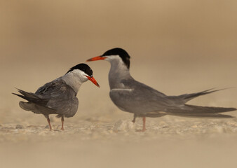 Courtship dance of White-cheeked Terns