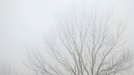 Foggy winter day, bare tree branches, misty landscape background, nature scene for website or calendar