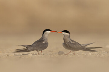 A pair of White-cheeked tern Courtship dance